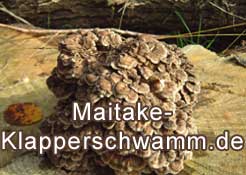 Maitake